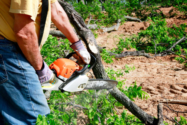 Reliable Combined Locks, WI Tree Services Solutions